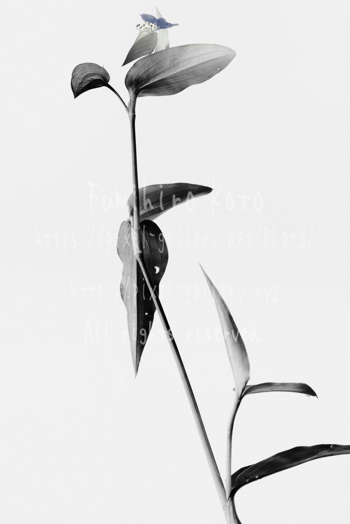 2016_21453