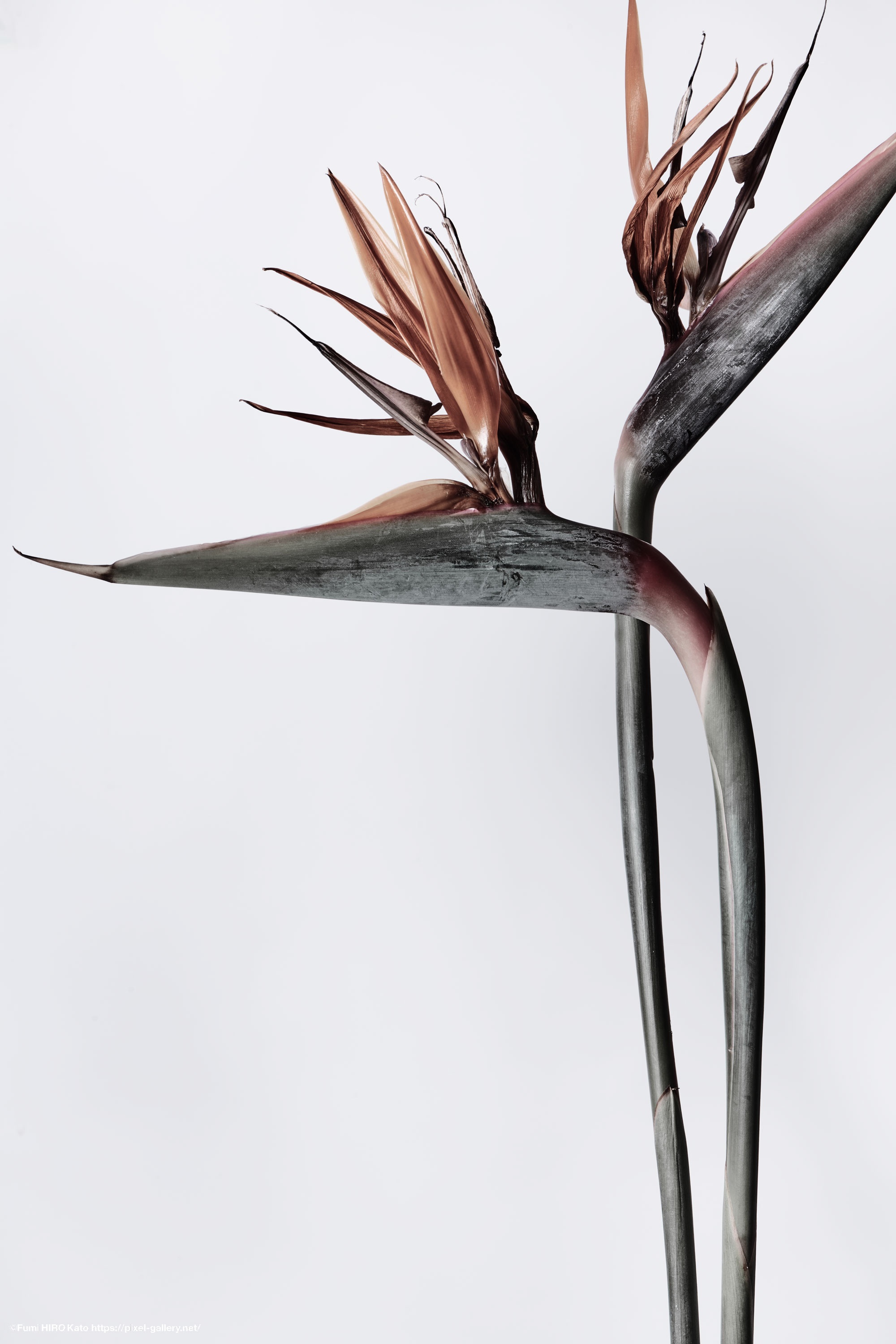 極楽鳥花. Strelitzia.