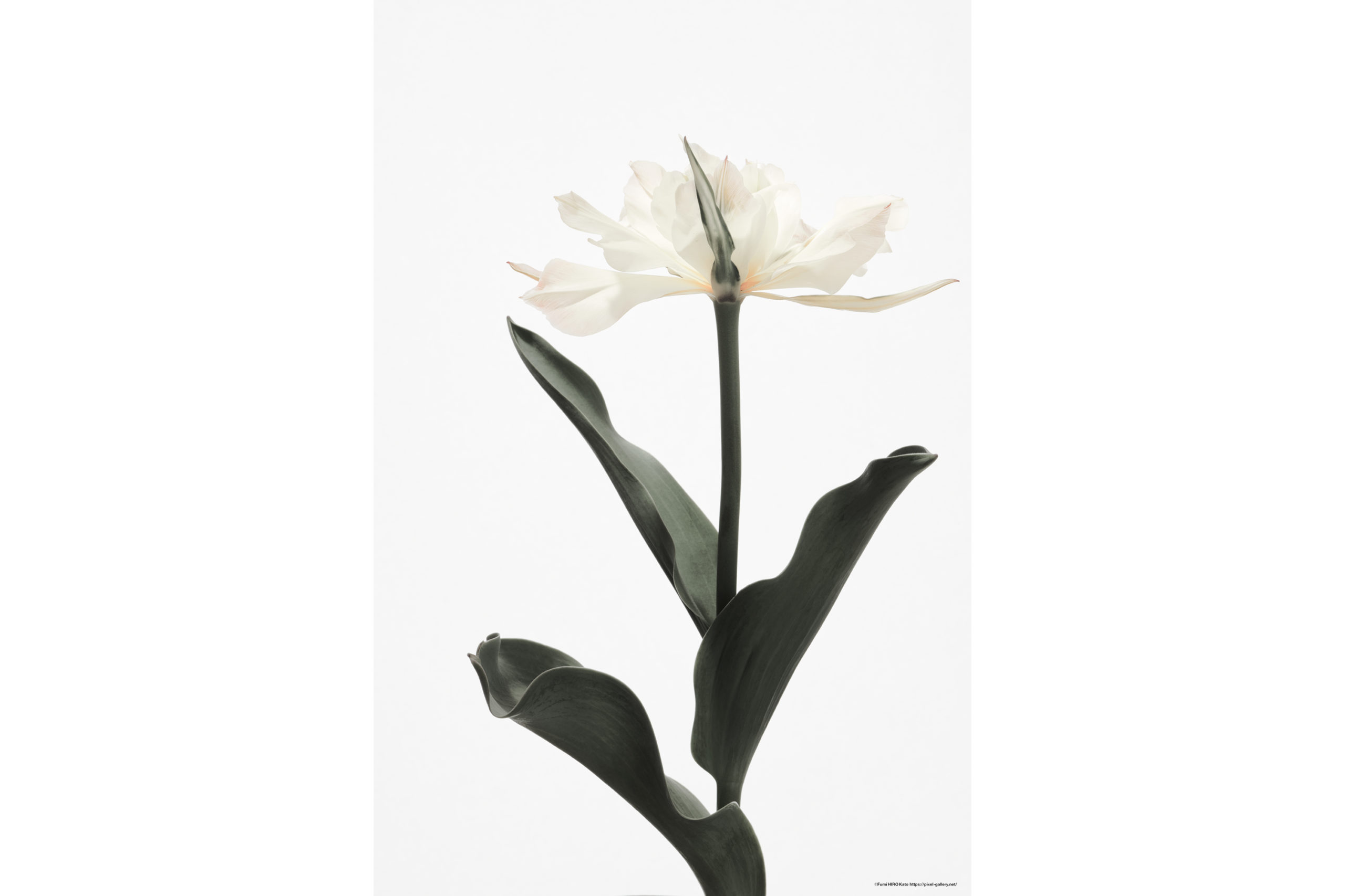 ハナ 2020-011 Tulip #2
