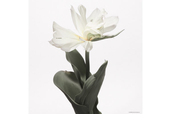 ハナ 2020-012 Tulip #3