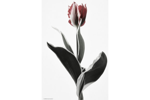 ハナ 2020-014 Tulip #5