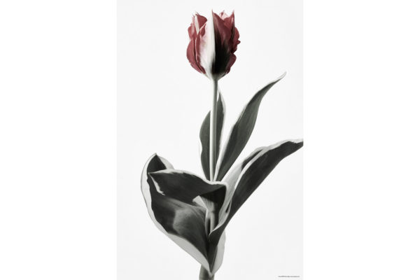ハナ 2020-013 Tulip #4