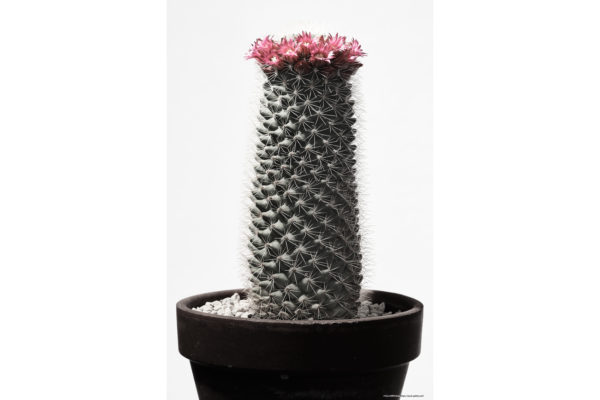 ハナ 2020-018 Cactus #1