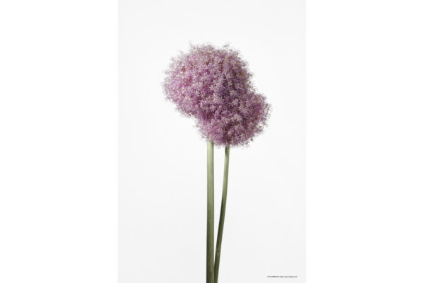 ハナ 2020-023 Allium #1