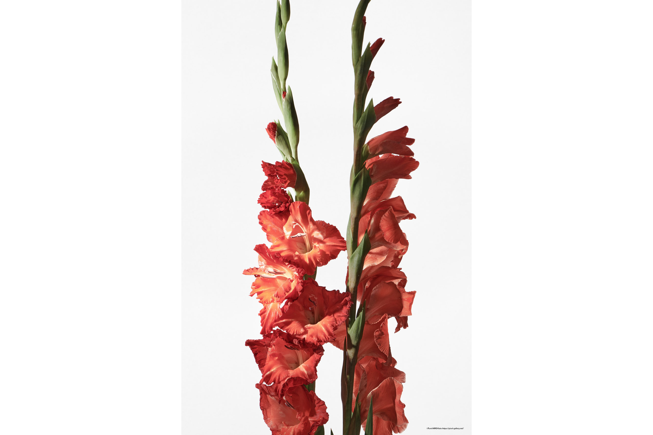 ハナ 2020-030 Gladiolus #1
