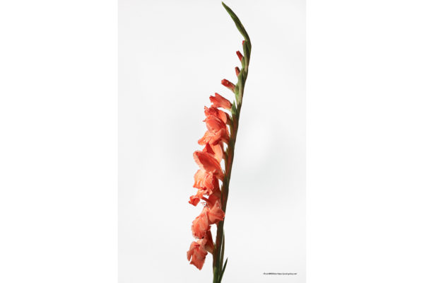 ハナ 2020-032 Gladiolus #2