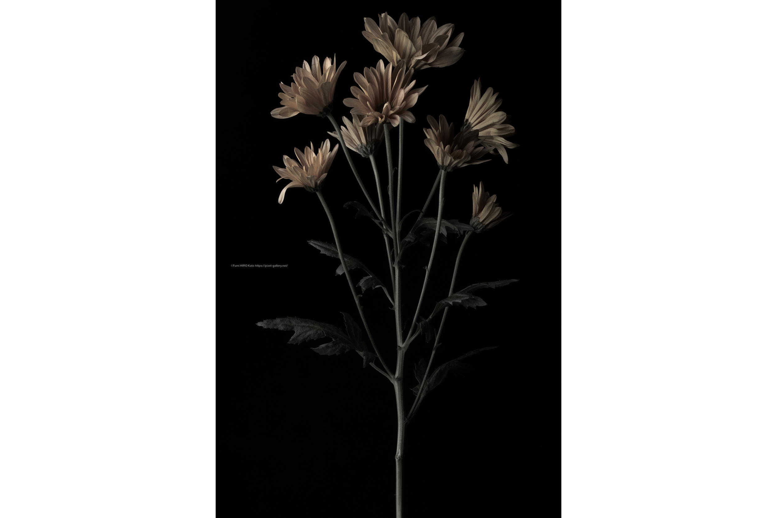 ハナ 2020-036 真鍮の花