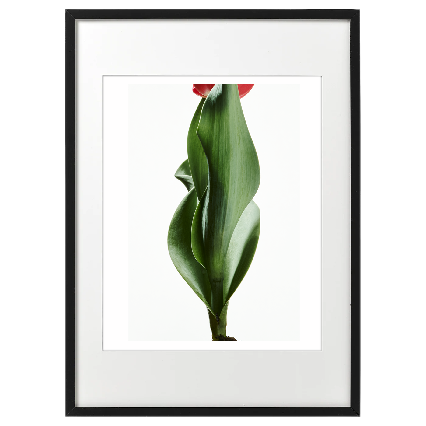 額装ハナ 2021-016 Tulip