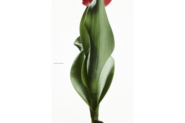 ハナ 2021-016 Tulip