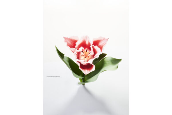 ハナ 2021-017 Tulip