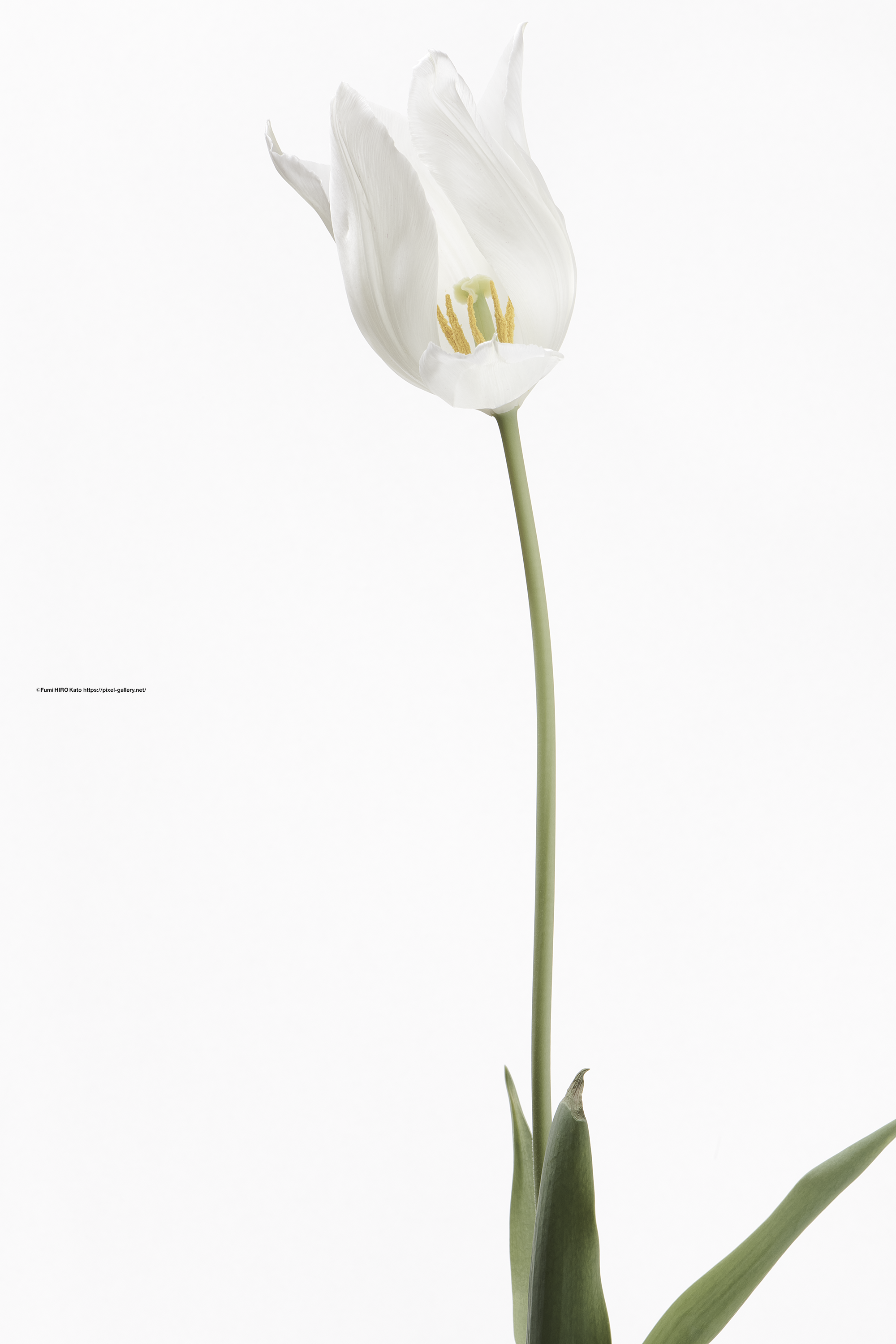 ハナ 2021-021 Tulip