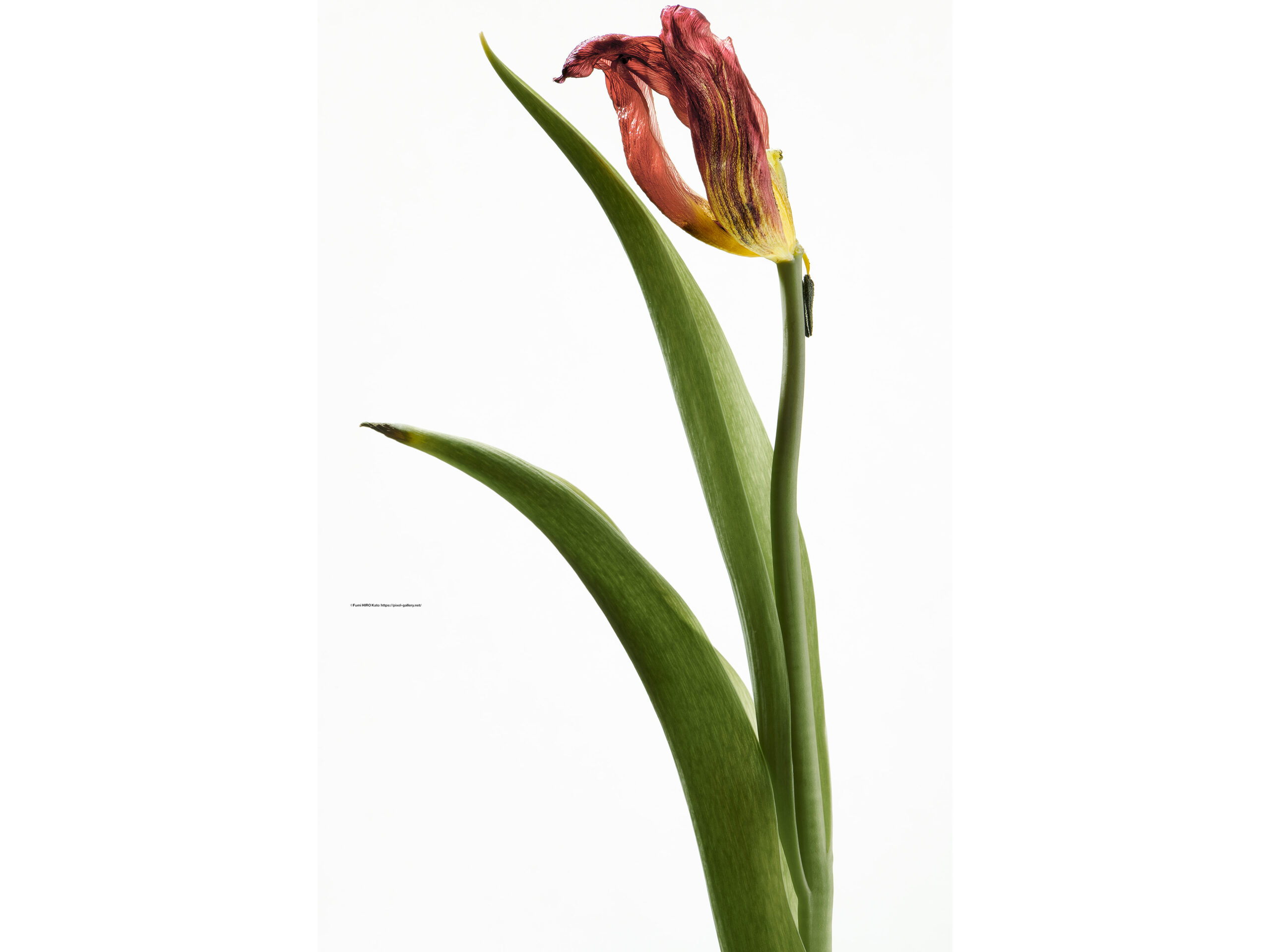 ハナ 2021-018 Tulip